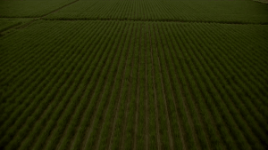 True Detective - The Beginning And The End